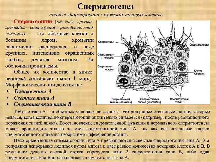 Сперматогенез процесс формирования мужских половых клеток Сперматогонии (от греч. sperma,