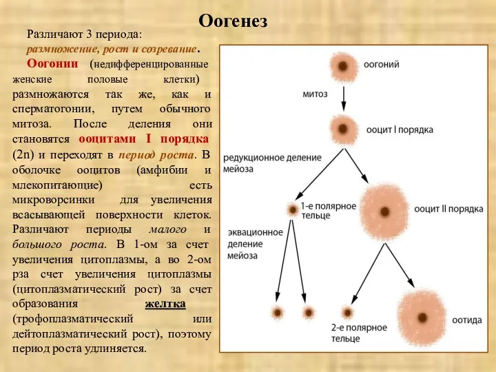 Оогенез Различают 3 периода: размножение, рост и созревание. Оогонии (недифференцированные