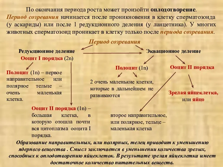 По окончания периода роста может произойти оплодотворение. Период созревания начинается