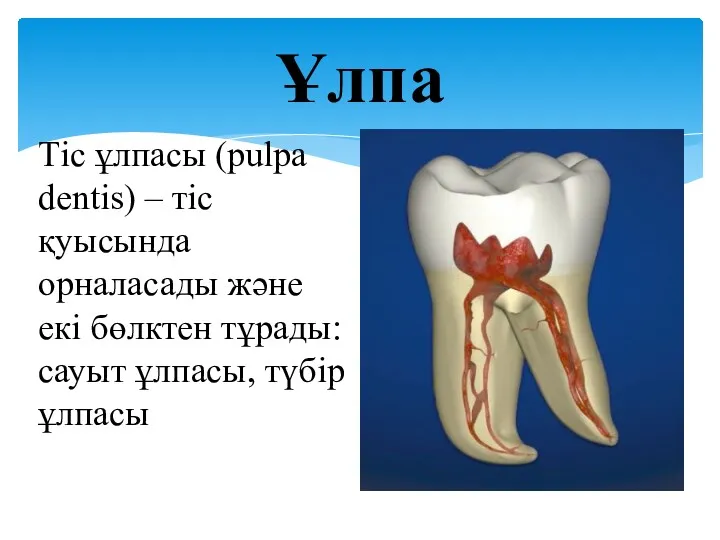 Тіс ұлпасы (pulpa dentis) – тіс қуысында орналасады және екі