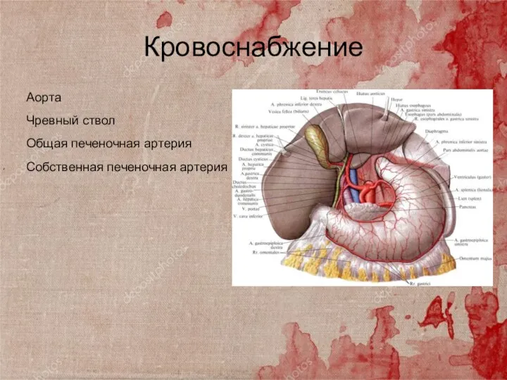 Кровоснабжение Аорта Чревный ствол Общая печеночная артерия Собственная печеночная артерия