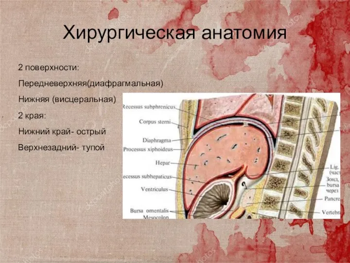Хирургическая анатомия 2 поверхности: Передневерхняя(диафрагмальная) Нижняя (висцеральная) 2 края: Нижний край- острый Верхнезадний- тупой