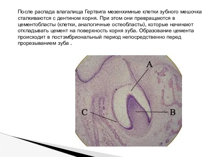 После распада влагалища Гертвига мезенхимные клетки зубного мешочка сталкиваются с