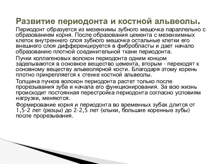 Развитие периодонта и костной альвеолы. Периодонт образуется из мезенхимы зубного