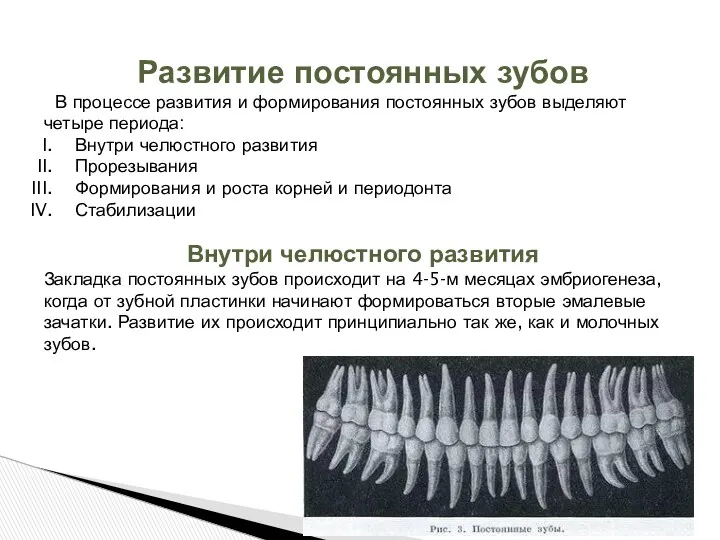 Развитие постоянных зубов В процессе развития и формирования постоянных зубов