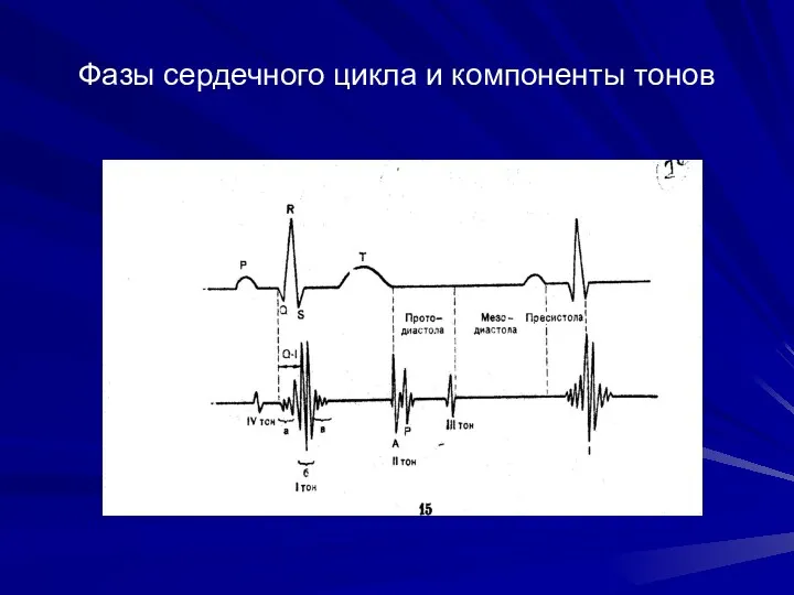 Фазы сердечного цикла и компоненты тонов