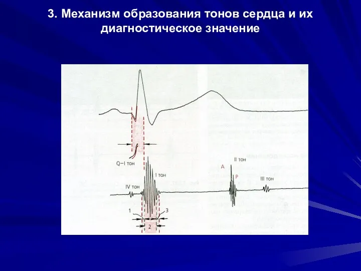 3. Механизм образования тонов сердца и их диагностическое значение