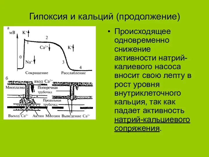 Гипоксия и кальций (продолжение) Происходящее одновременно снижение активности натрий-калиевого насоса вносит свою лепту