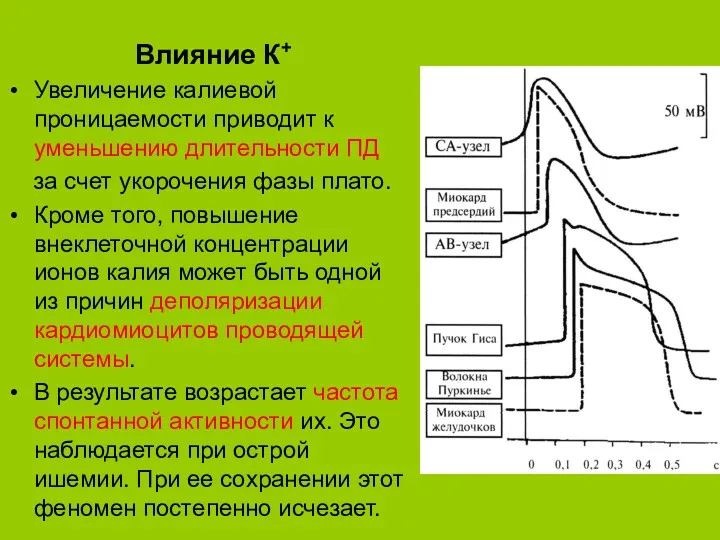 Влияние К+ Увеличение калиевой проницаемости приводит к уменьшению длительности ПД за счет укорочения