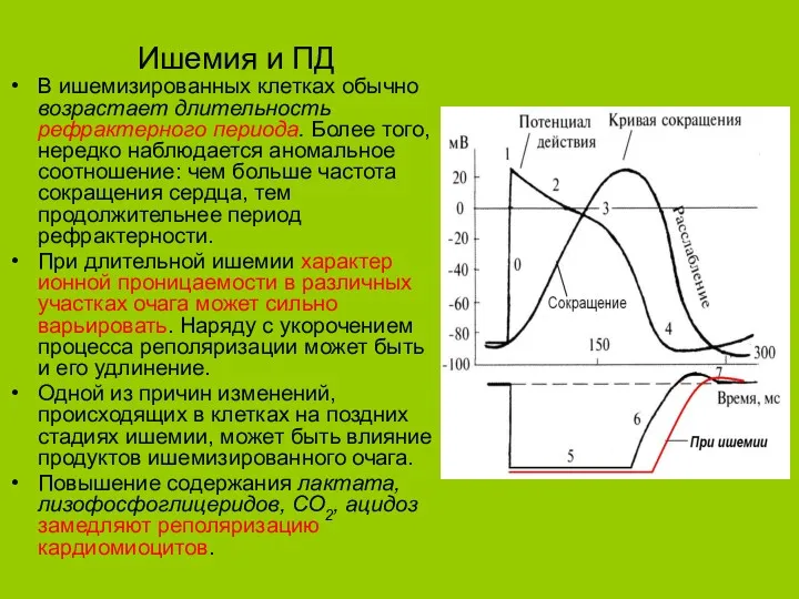 Ишемия и ПД В ишемизированных клетках обычно возрастает длительность рефрактерного периода. Более того,