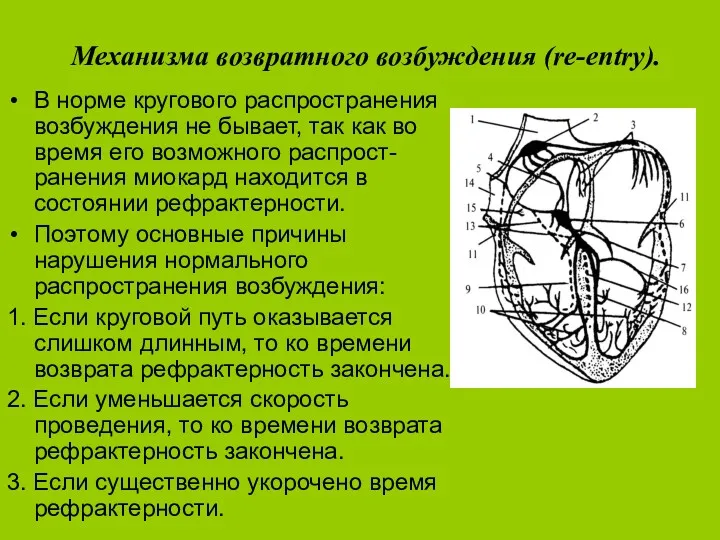 Механизма возвратного возбуждения (re-entry). В норме кругового распространения возбуждения не бывает, так как