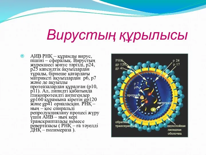 Вирустың құрылысы АИВ РНҚ – құрамды вирус, пішіні – сфералық. Вирустың жүрекшесі конус
