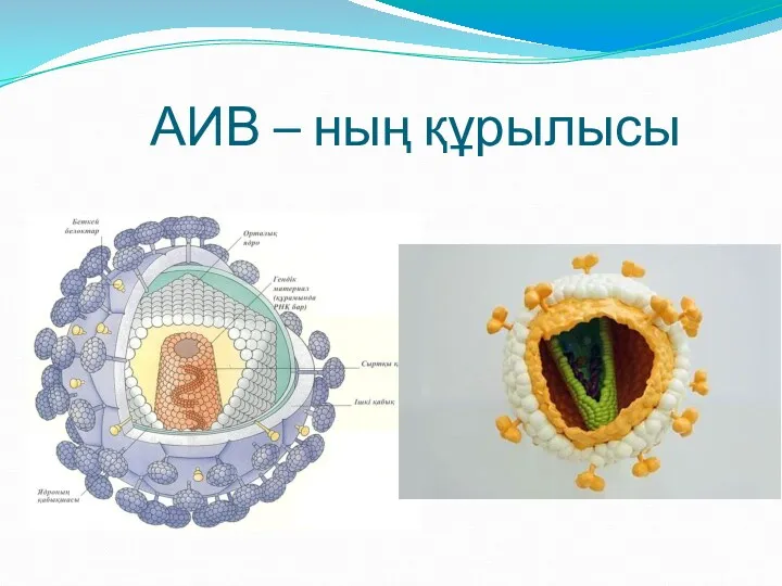 АИВ – ның құрылысы