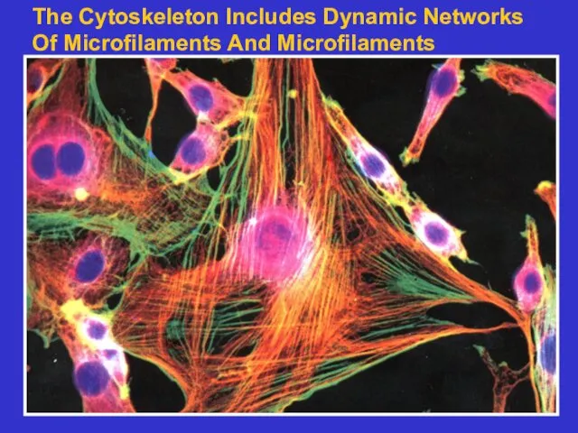 The Cytoskeleton Includes Dynamic Networks Of Microfilaments And Microfilaments