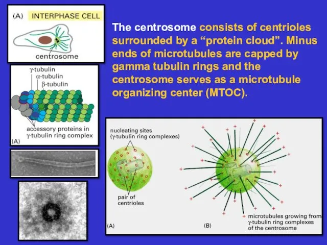 The centrosome consists of centrioles surrounded by a “protein cloud”.
