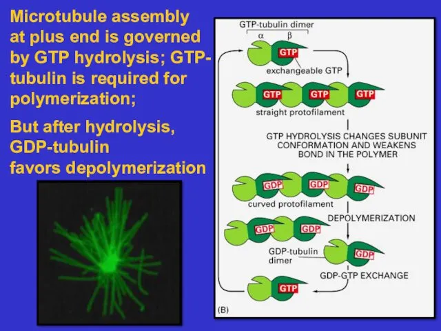 Microtubule assembly at plus end is governed by GTP hydrolysis;