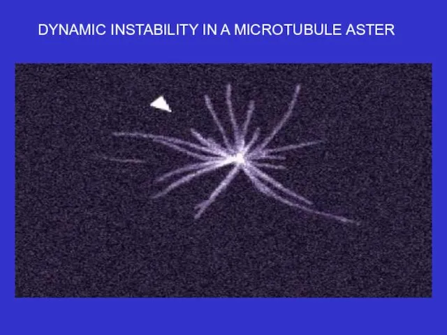 DYNAMIC INSTABILITY IN A MICROTUBULE ASTER