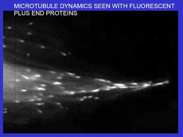 MICROTUBULE DYNAMICS SEEN WITH FLUORESCENT PLUS END PROTEINS