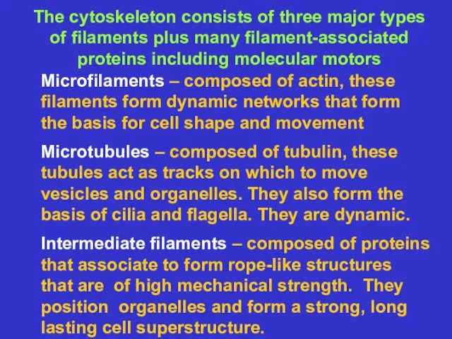 The cytoskeleton consists of three major types of filaments plus