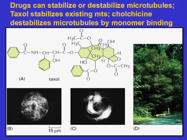 Drugs can stabilize or destabilize microtubules; Taxol stabilizes existing mts; cholchicine destabilizes microtubules by monomer binding