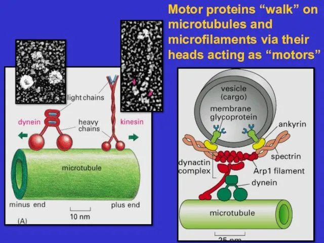 Motor proteins “walk” on microtubules and microfilaments via their heads acting as “motors”