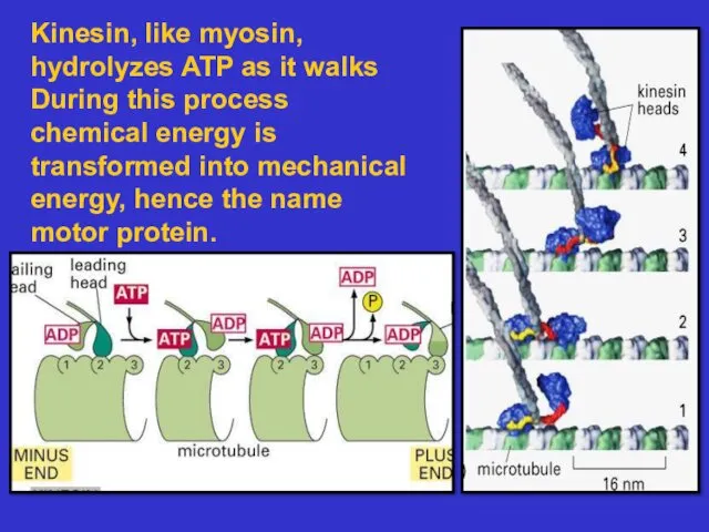 Kinesin, like myosin, hydrolyzes ATP as it walks During this