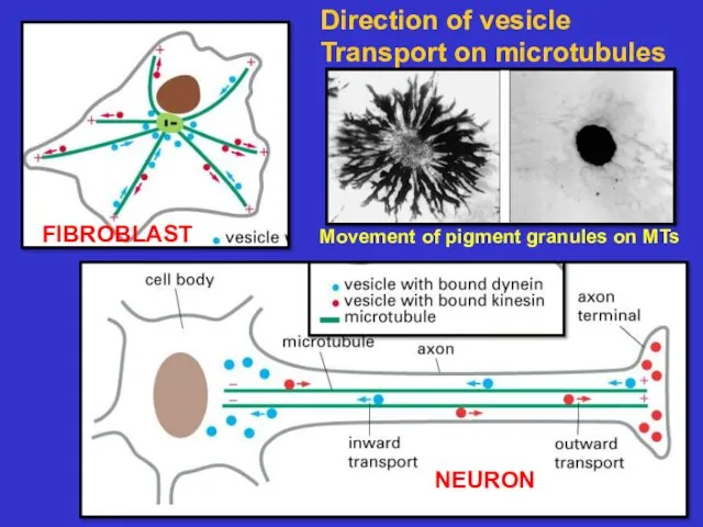 Direction of vesicle Transport on microtubules FIBROBLAST NEURON Movement of pigment granules on MTs