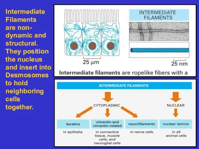 Intermediate Filaments are non- dynamic and structural. They position the