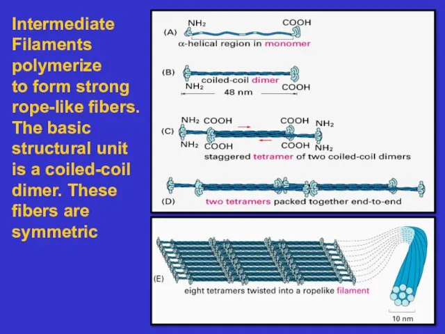 Intermediate Filaments polymerize to form strong rope-like fibers. The basic