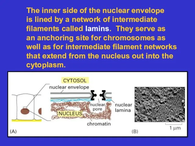 The inner side of the nuclear envelope is lined by