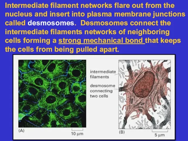Intermediate filament networks flare out from the nucleus and insert