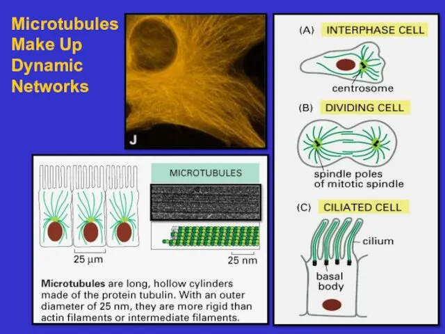 Microtubules Make Up Dynamic Networks