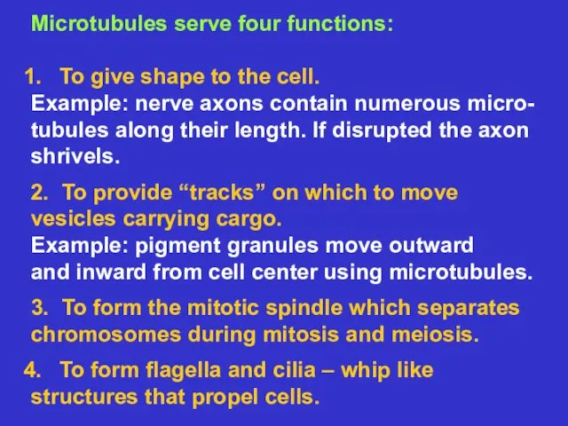 Microtubules serve four functions: To give shape to the cell.