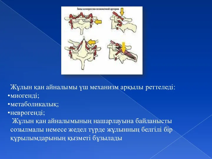 Жұлын қан айналымы үш механизм арқылы реттеледі: миогенді; метаболикалық; неврогенді;