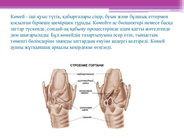 Көмей - іші қуыс түтік, қабырғалары сіңір, буын және бұлшық