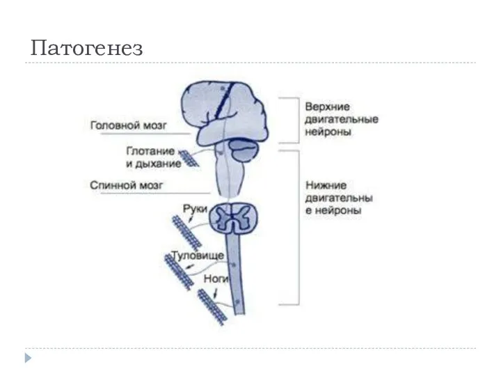 Патогенез