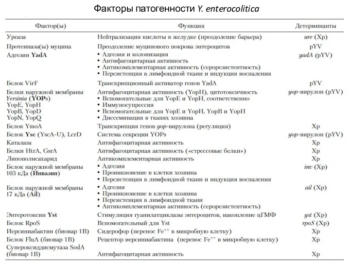 Факторы патогенности Y. enterocolitica