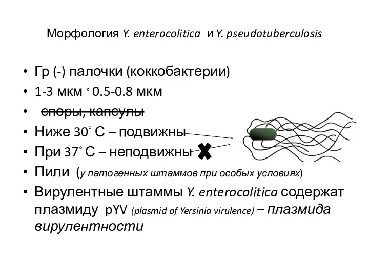 Морфология Y. enterocolitica и Y. pseudotuberculosis Гр (-) палочки (коккобактерии) 1-3 мкм ₓ