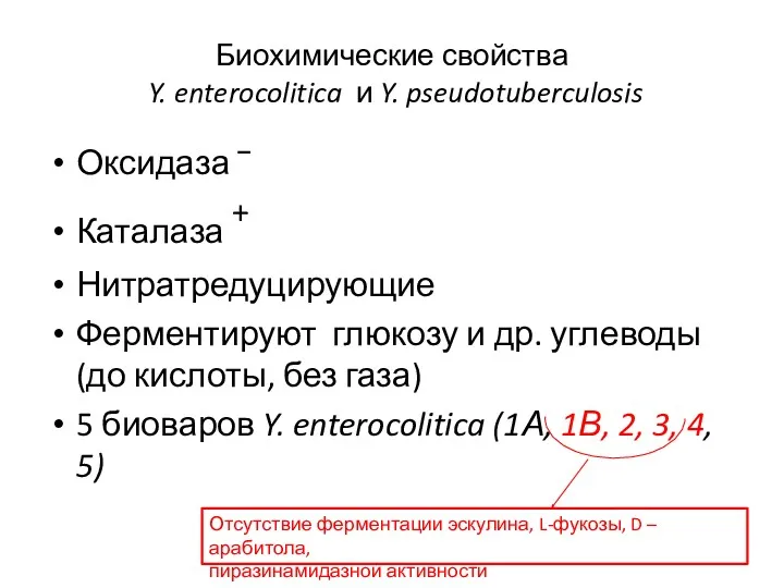 Биохимические свойства Y. enterocolitica и Y. pseudotuberculosis Оксидаза ‾ Каталаза + Нитратредуцирующие Ферментируют