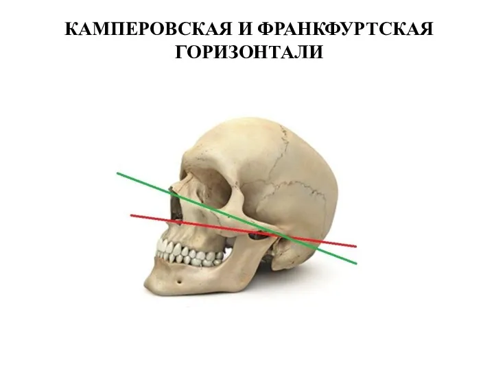 КАМПЕРОВСКАЯ И ФРАНКФУРТСКАЯ ГОРИЗОНТАЛИ