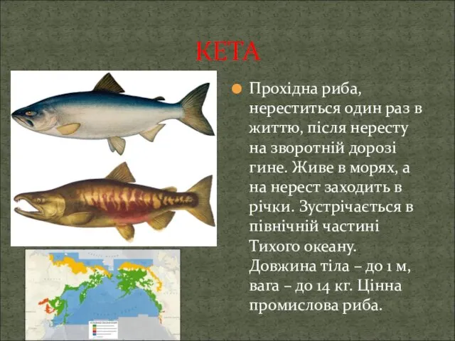 КЕТА Прохідна риба, нереститься один раз в життю, після нересту