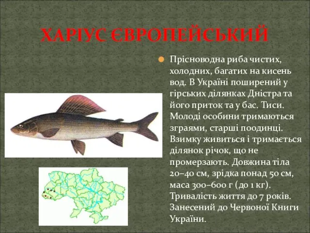 ХАРІУС ЄВРОПЕЙСЬКИЙ Прісноводна риба чистих, холодних, багатих на кисень вод.