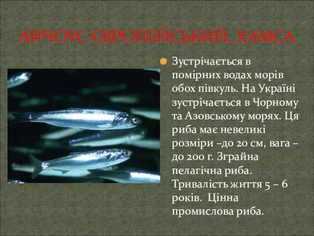 АНЧОУС ЄВРОПЕЙСЬКИЙ, ХАМСА Зустрічається в помірних водах морів обох півкуль.