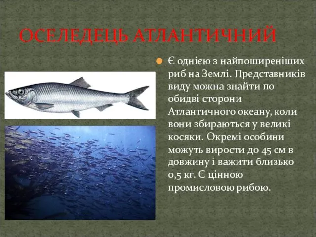 ОСЕЛЕДЕЦЬ АТЛАНТИЧНИЙ Є однією з найпоширеніших риб на Землі. Представників