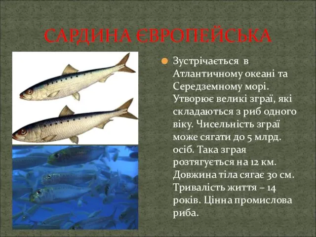 САРДИНА ЄВРОПЕЙСЬКА Зустрічається в Атлантичному океані та Середземному морі. Утворює