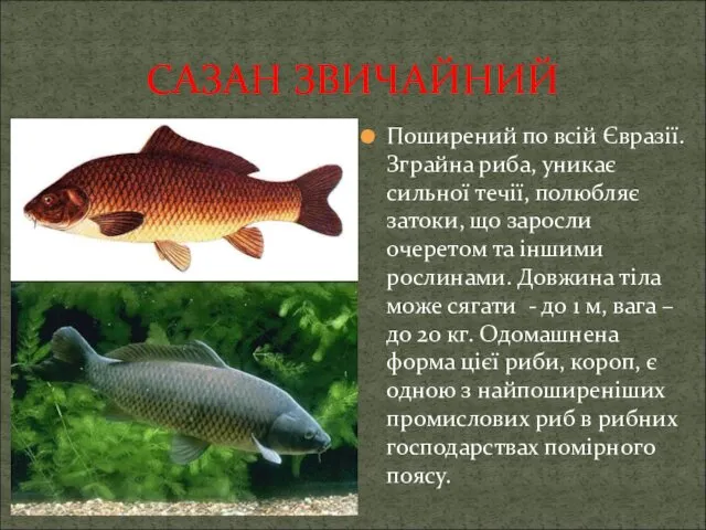 САЗАН ЗВИЧАЙНИЙ Поширений по всій Євразії. Зграйна риба, уникає сильної