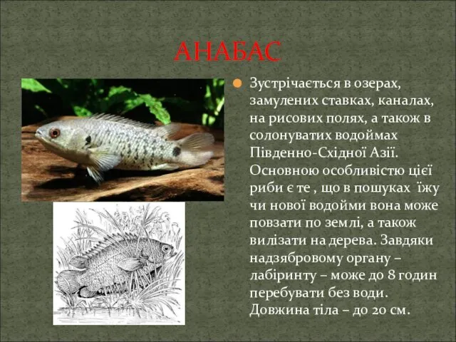 АНАБАС Зустрічається в озерах, замулених ставках, каналах, на рисових полях,