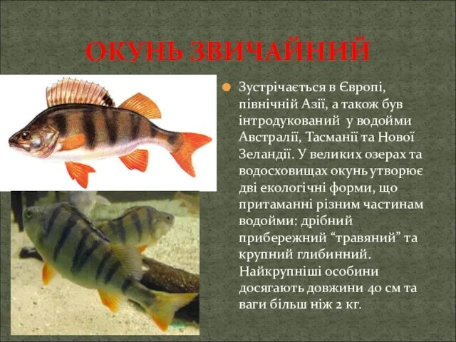 ОКУНЬ ЗВИЧАЙНИЙ Зустрічається в Європі, північній Азії, а також був