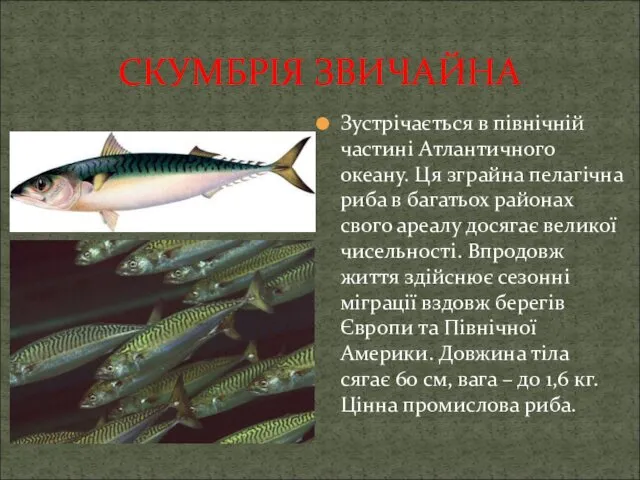 СКУМБРІЯ ЗВИЧАЙНА Зустрічається в північній частині Атлантичного океану. Ця зграйна