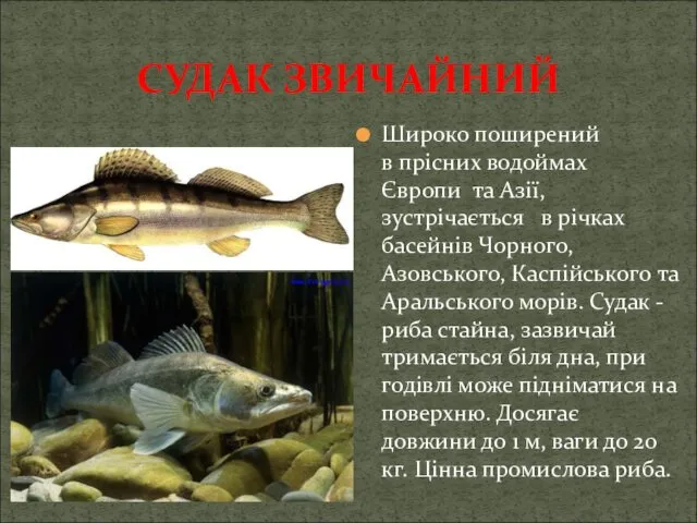 СУДАК ЗВИЧАЙНИЙ Широко поширений в прісних водоймах Європи та Азії,